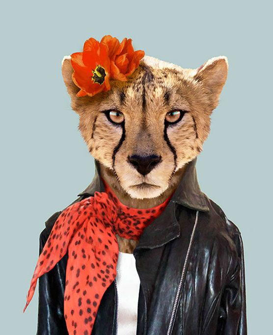 Cheetah