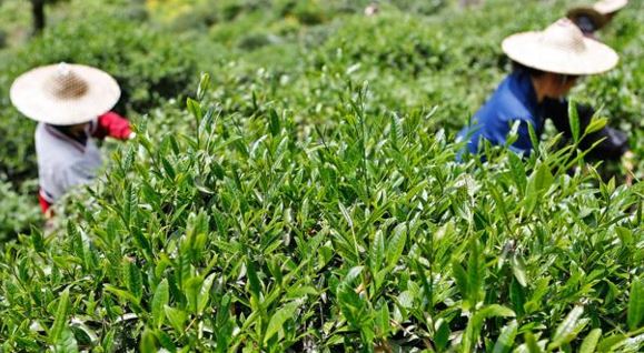 teh da hong pao harga selangit